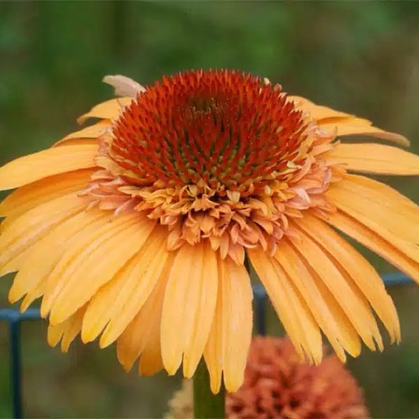 Shanti Kai™ Coneflower Flower Essence Encourages SelfCare