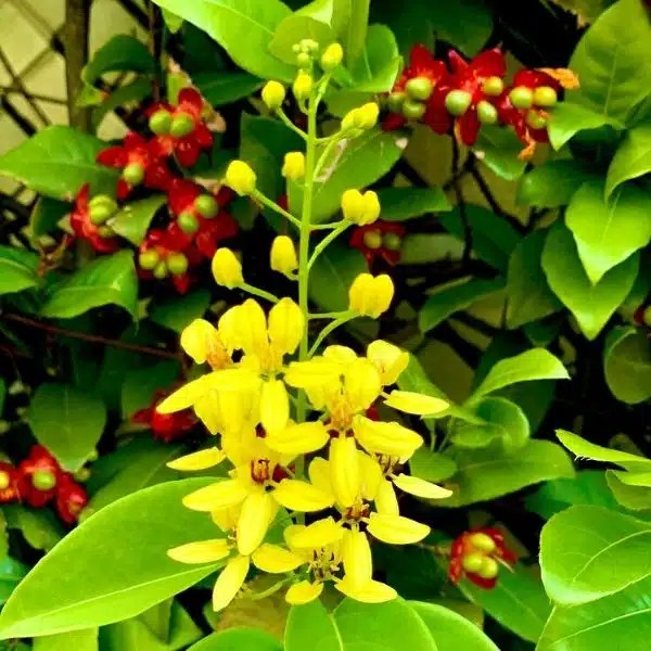 Shanti Kai™ Golden Shower Flower Essence Manage Overwhelm