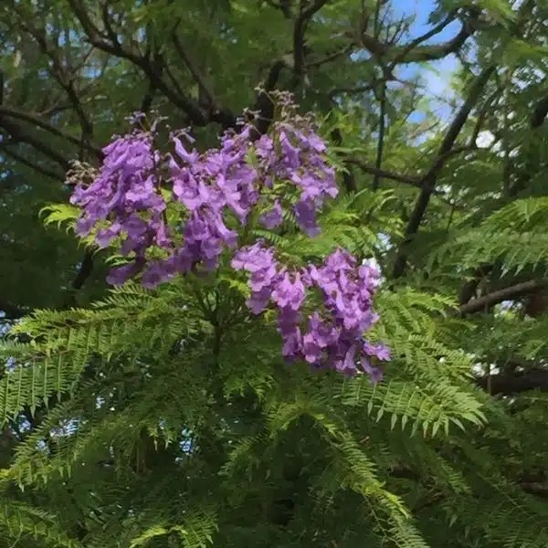 Jacaranda Flower Spiritual Meaning Best Flower Site
