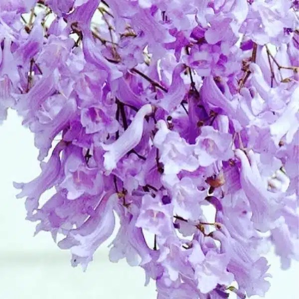 Jacaranda Flower Spiritual Meaning Best Flower Site
