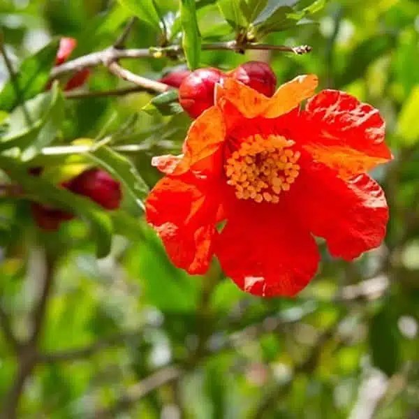 Shanti Kai™ Pomegranate Flower Essence Feminine Energies