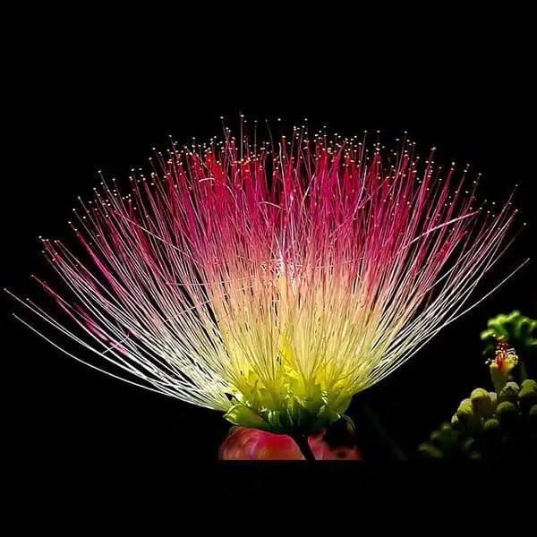 Mimosa Pudica Flower Essence Best Flower Site