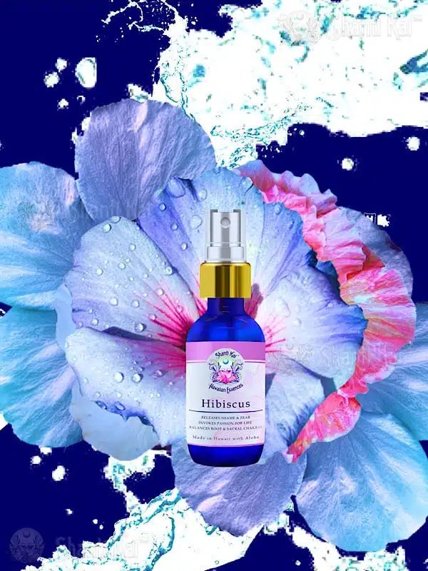 Healing Benefits of Hibiscus Flower Essence Shanti Kai Essences