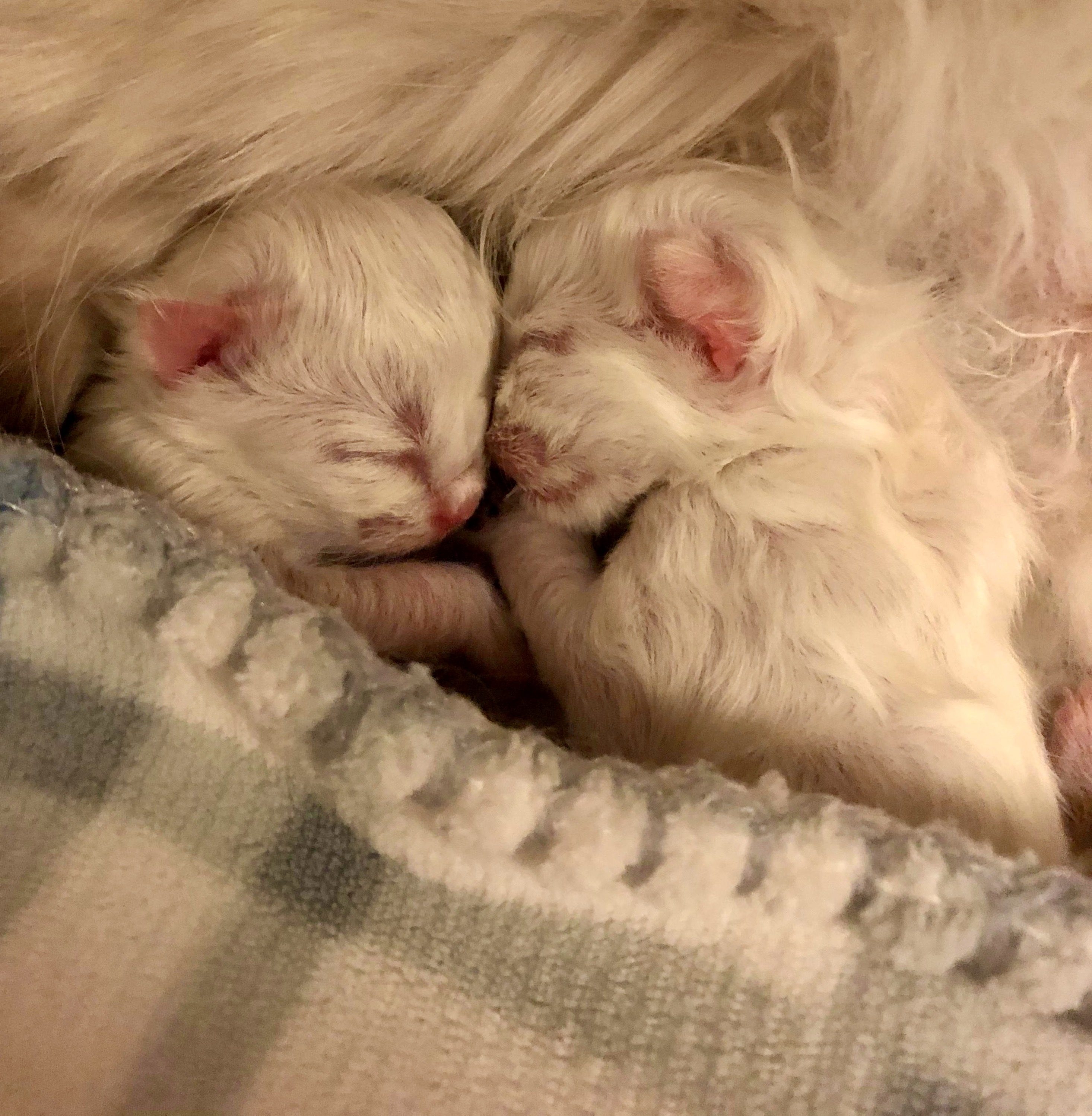 The DisneyPrince and Princesslitter Shapur