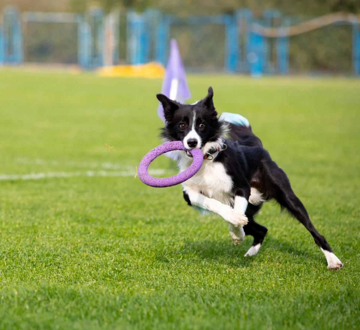 Dog Walking Pet Sitting Marketing