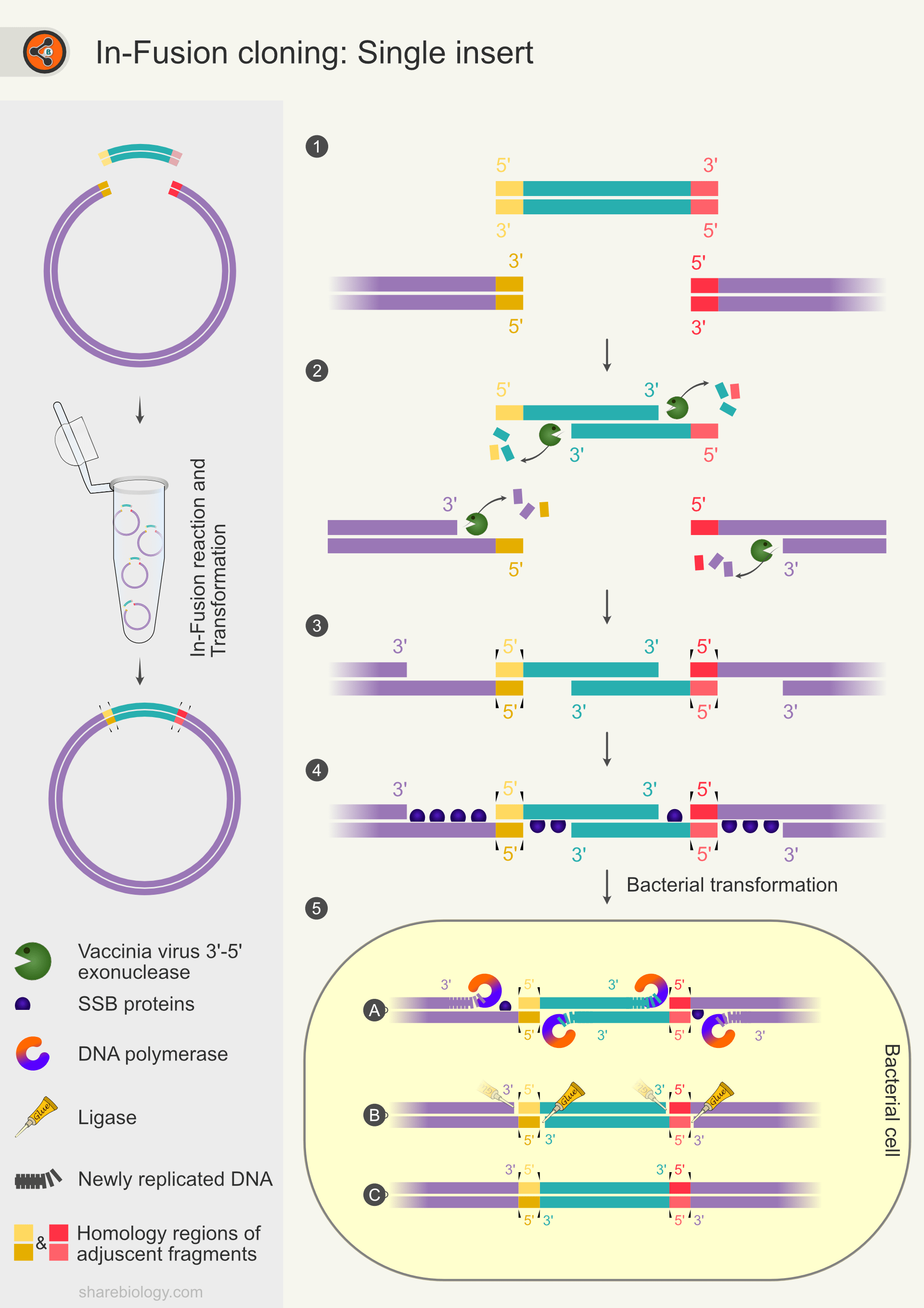 InFusion Cloning Sharebiology