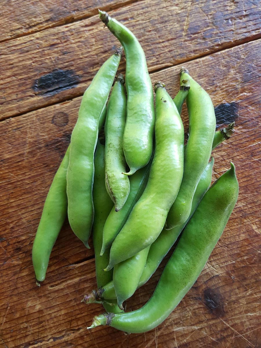 Broad beans how to grow, prepare and delicious ideas for eating them.