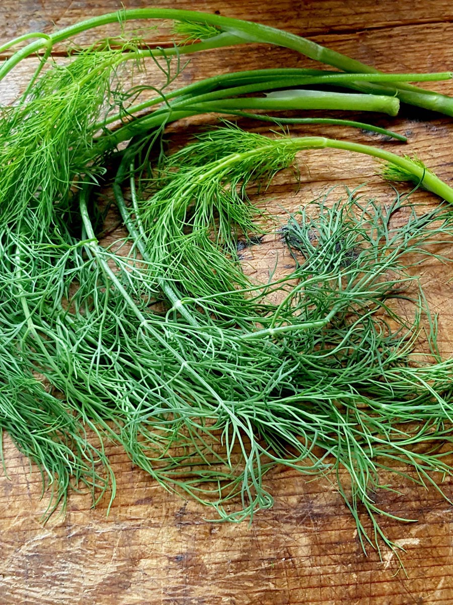 Dill has delicate leaves but a potent lingering flavour