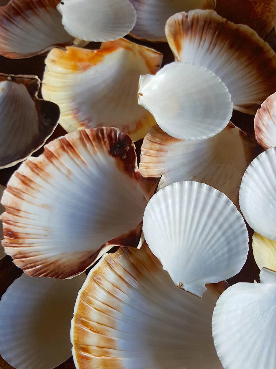 Scallop shells a pilgrim's badge when visiting the shrine of St James