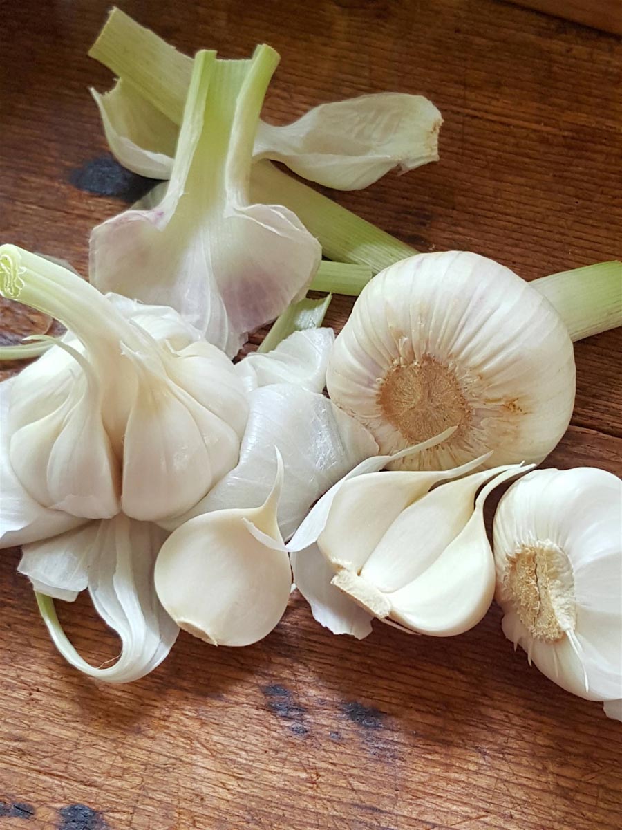 Garlic get the benefits of new season's garlic now.