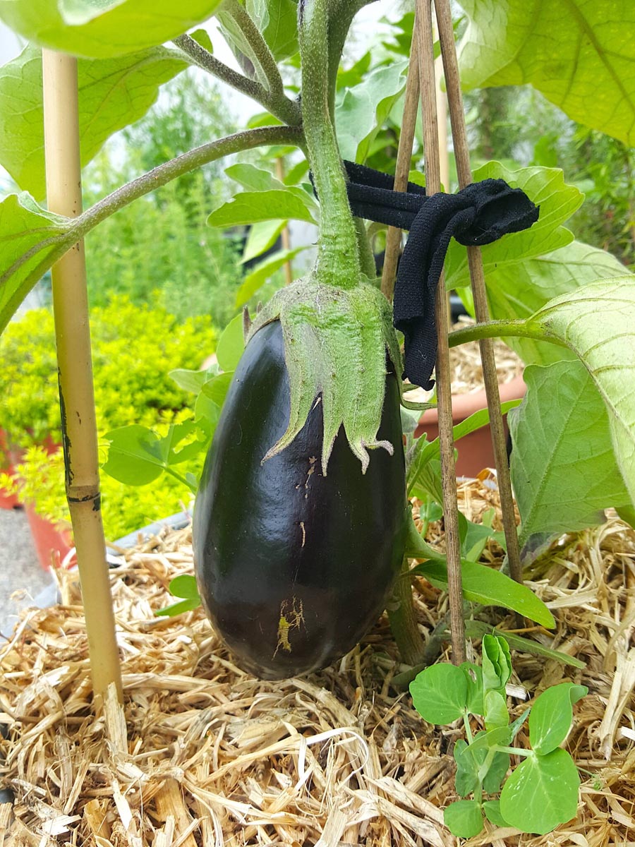MY FIRST EGGPLANT OF THE SEASON Shared Kitchen