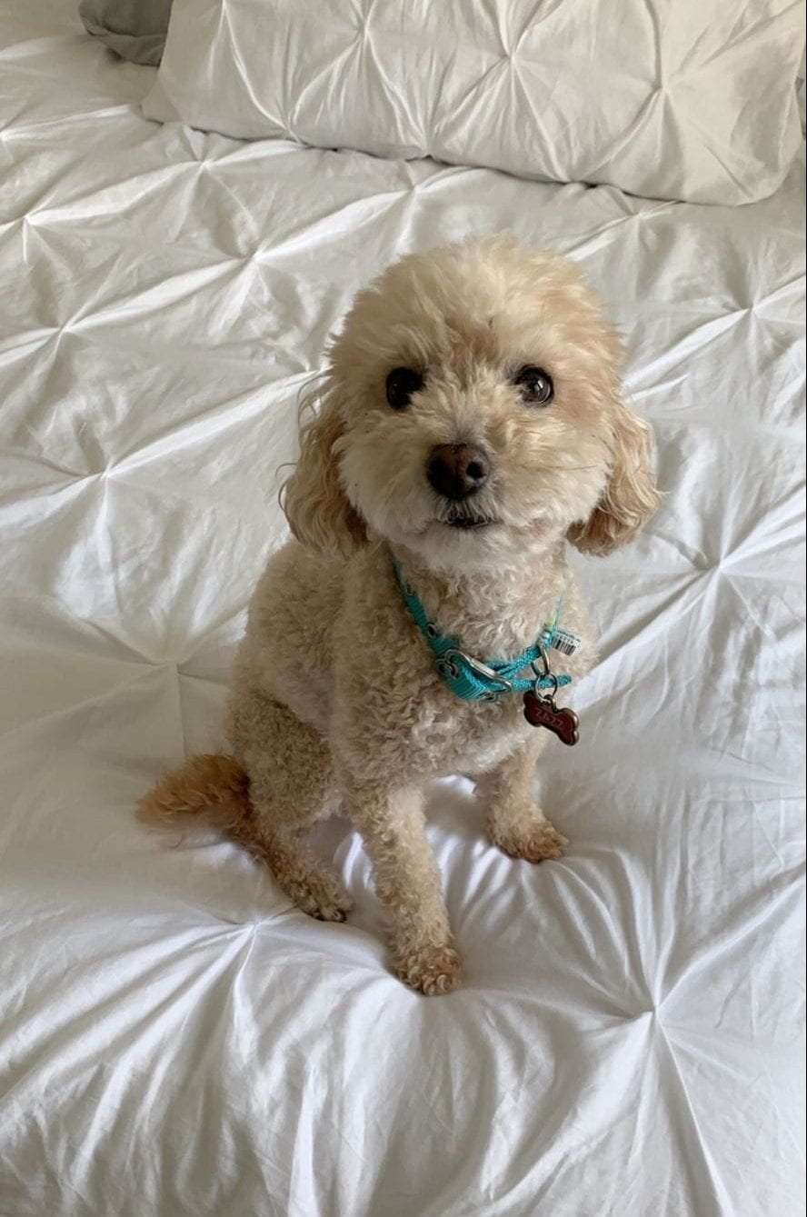 Lab Mascots Share Lab