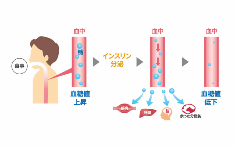 筋肉の働き【身体を動かす仕組み〜生命活動の維持機能までまとめて解説】 Sharez for Trainer