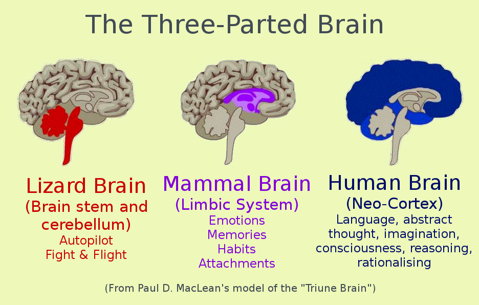 How Using Your Brain Helps You Lose Weight WLFF Podcast