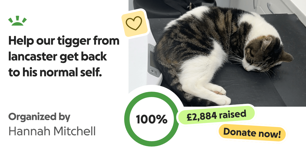 Fundraiser by Hannah Mitchell Help our tigger from lancaster get back