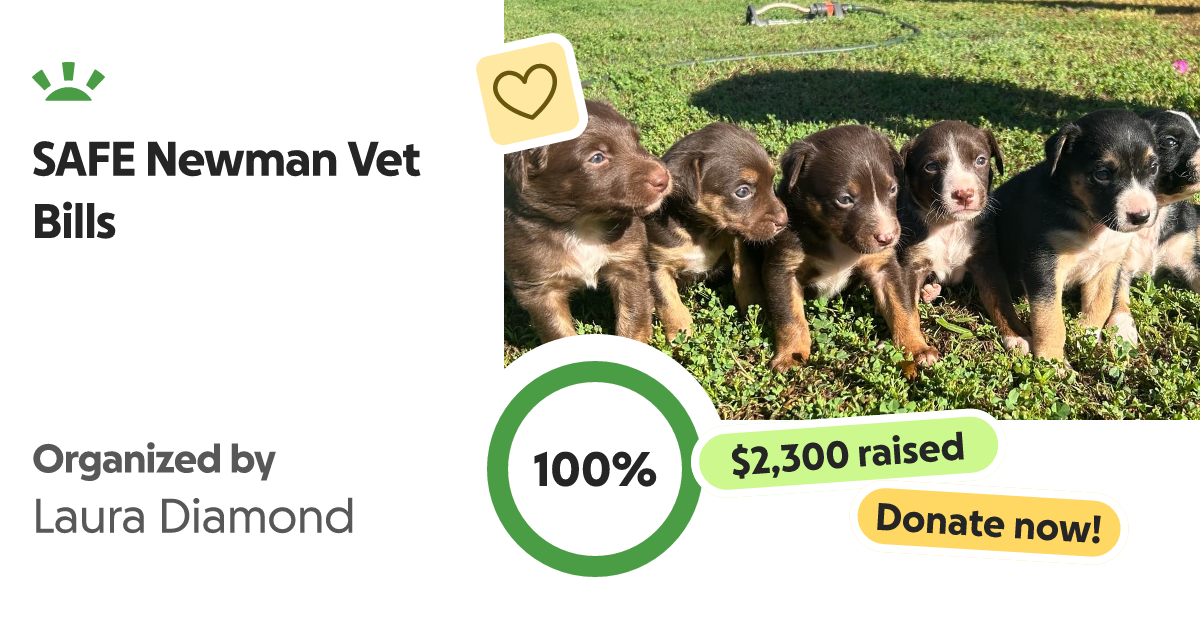 Fundraiser by Laura Diamond SAFE Newman Vet Bills