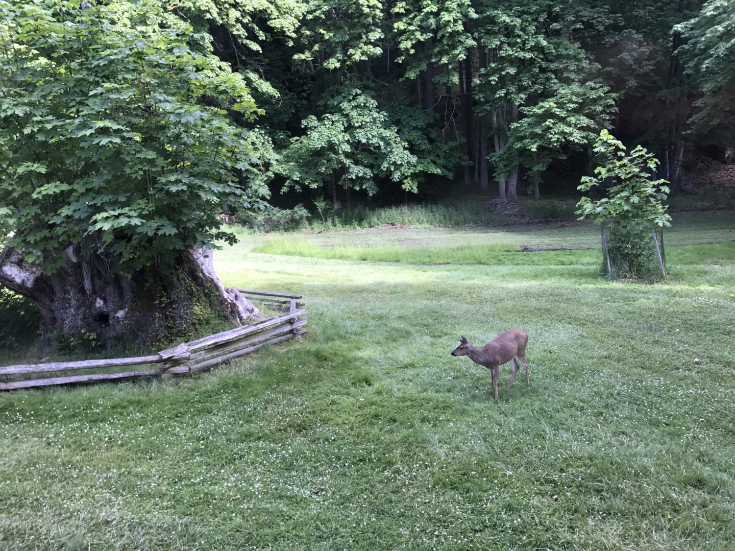 Wildlife on San Juan Island Sharing Horizons