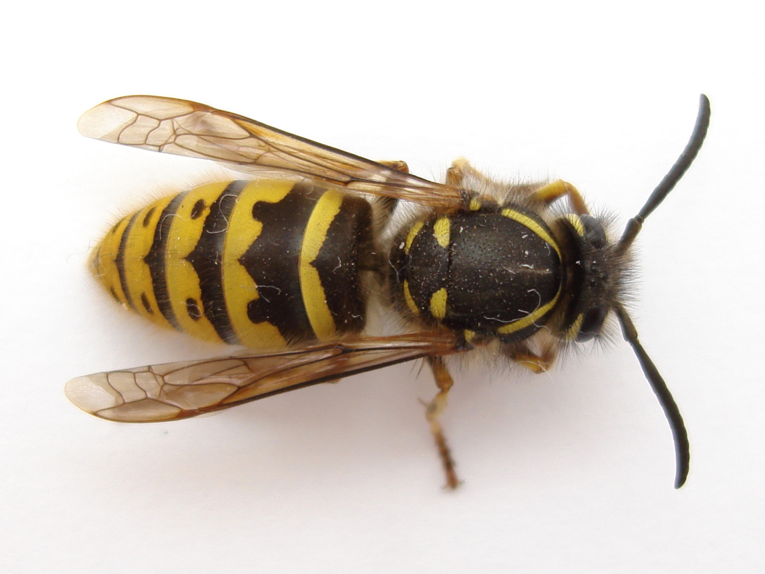 Yellow Jackets Attack The Sting of the Wild Sharing Horizons