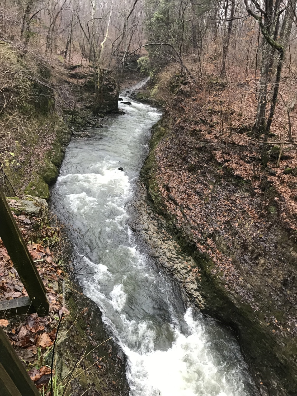 Clifton and Youngs Jersey Dairy Sharing Horizons