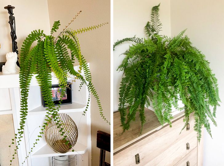 14 Decorative Plants That Can Reduce Noise Plants & Gardens