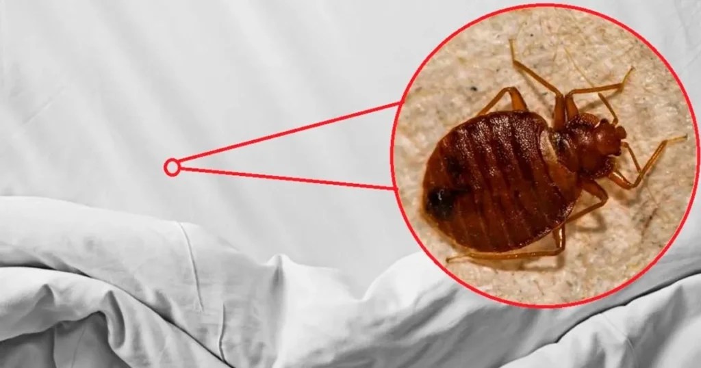 How to eliminate bed bugs Powerful mix with cloves
