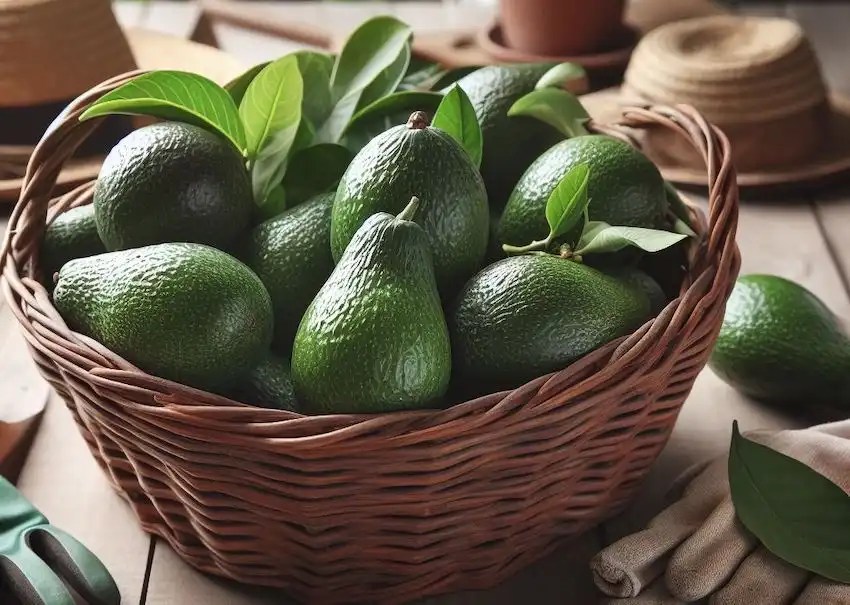 How to Multiply Avocado Trees from Leaves sharingideas.me