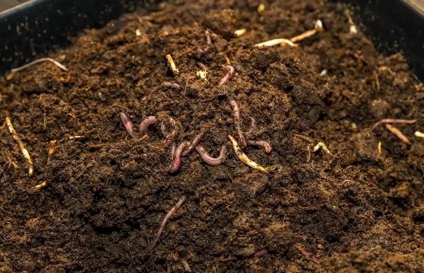 DIY InGround Worm Bed Boost Your Garden's Health Naturally