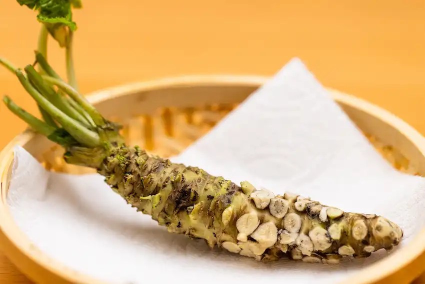 How to Grow Wasabi in Containers at Home