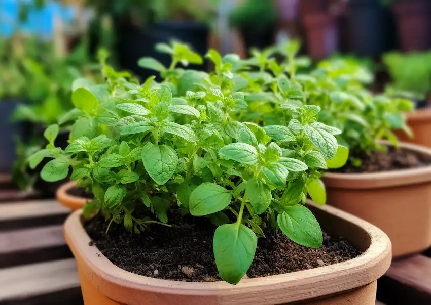 Benefits and Uses of Oregano A Comprehensive Guide sharingideas.me