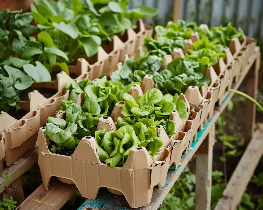 Grow your own vegetables ecofriendly gardening using recycled egg