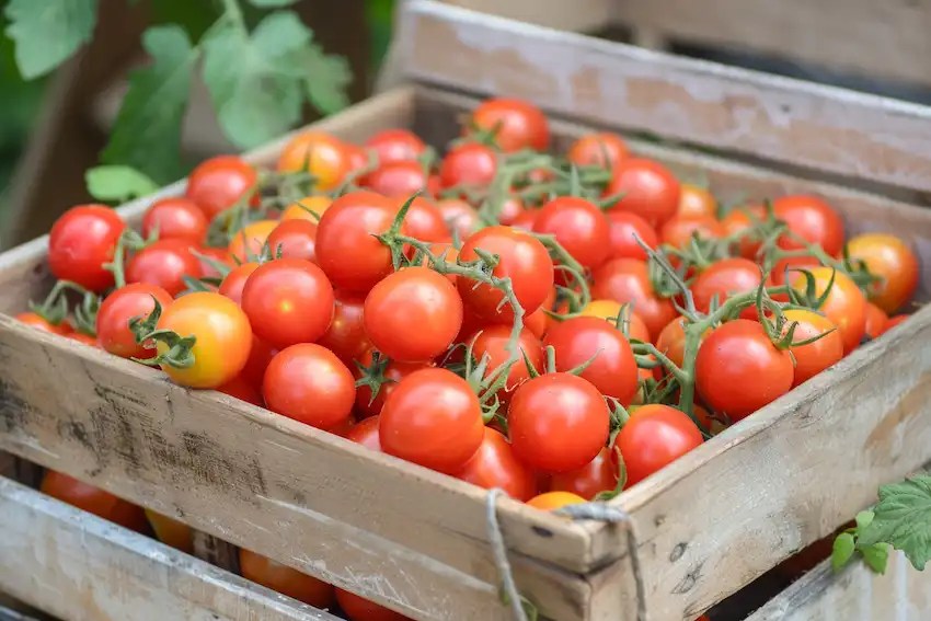 A Guide to Growing Grape Tomatoes at Home in Containers sharingideas.me