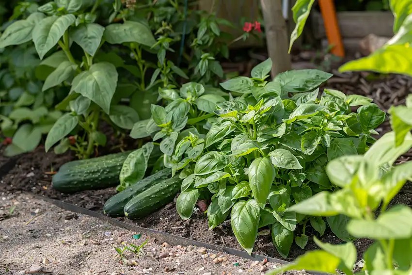 7 Plants to Avoid Planting Near Cucumbers