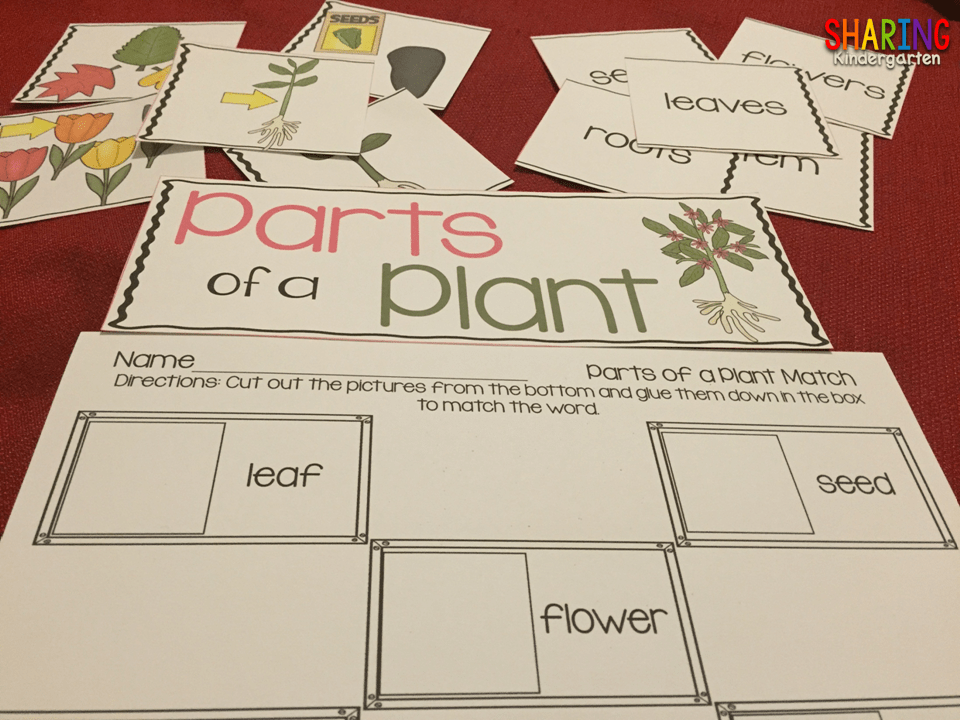 Plants Print & Play Pack Sharing Kindergarten