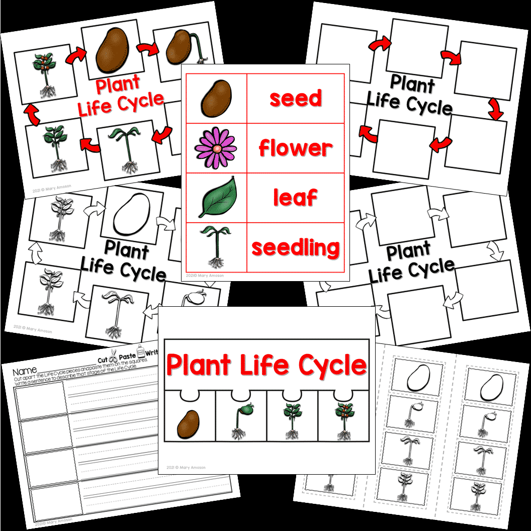 life cycle of a plant worksheet kindergarten