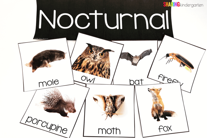 5 Fun Nocturnal Animals Activities for Kindergarten - Sharing Kindergarten
