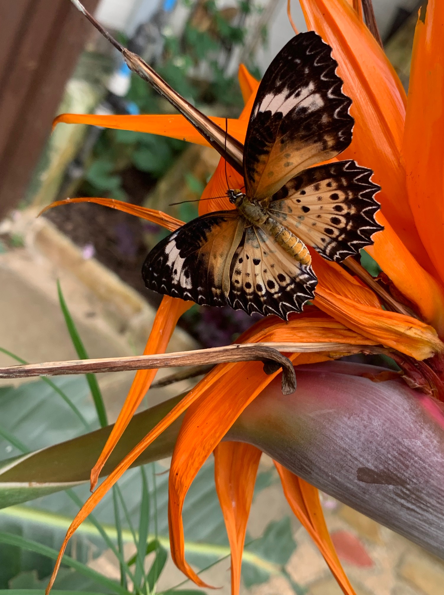 Shari’s Life Holiday Shari Sakurai