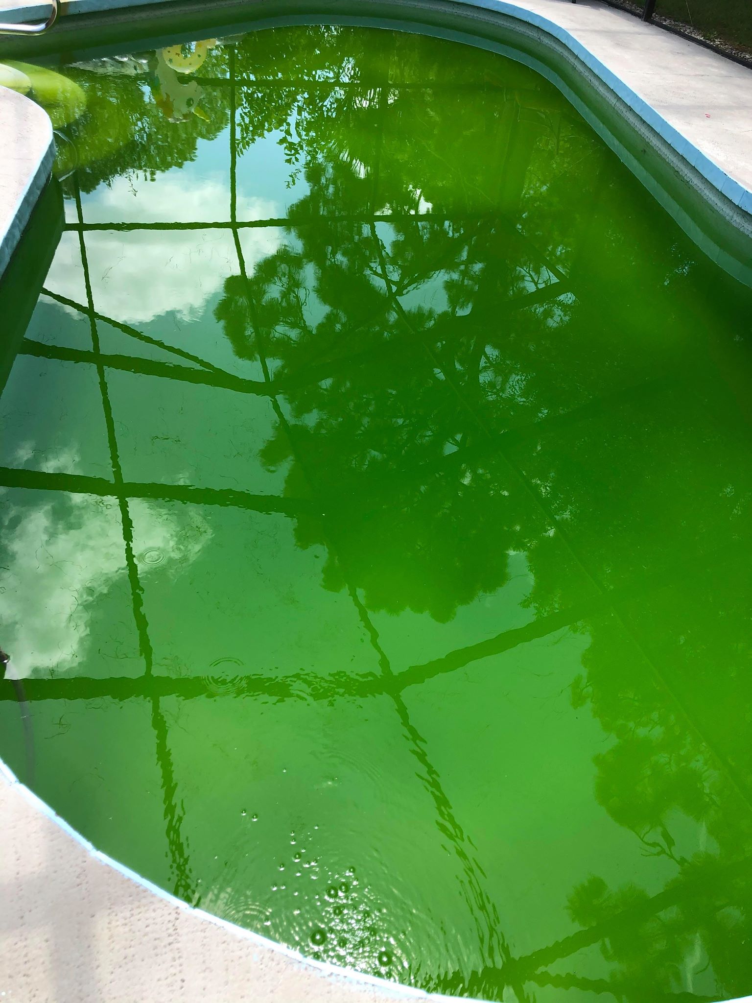 green-pool-1 | Sharkbite Pools