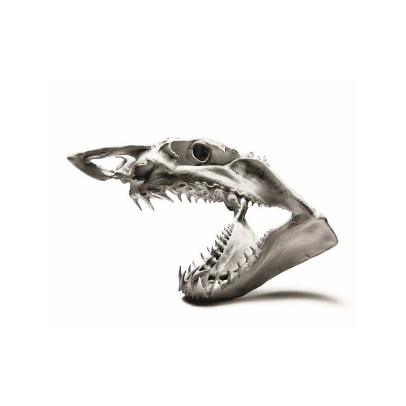 Mako Shark Jaw 1 ElasmoMorph