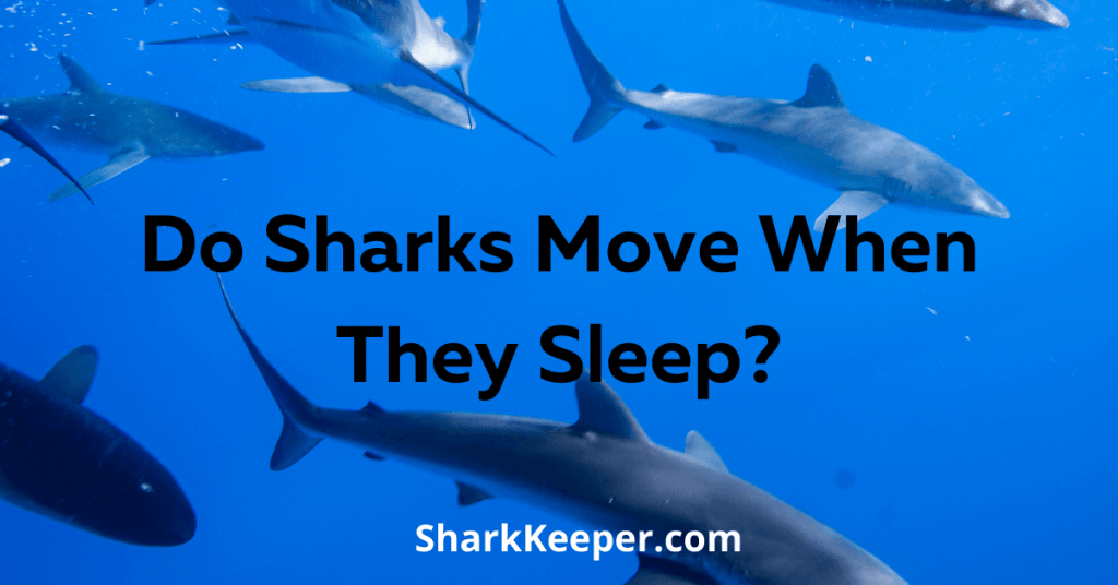 Do Sharks Move When They Sleep? Shark Keeper