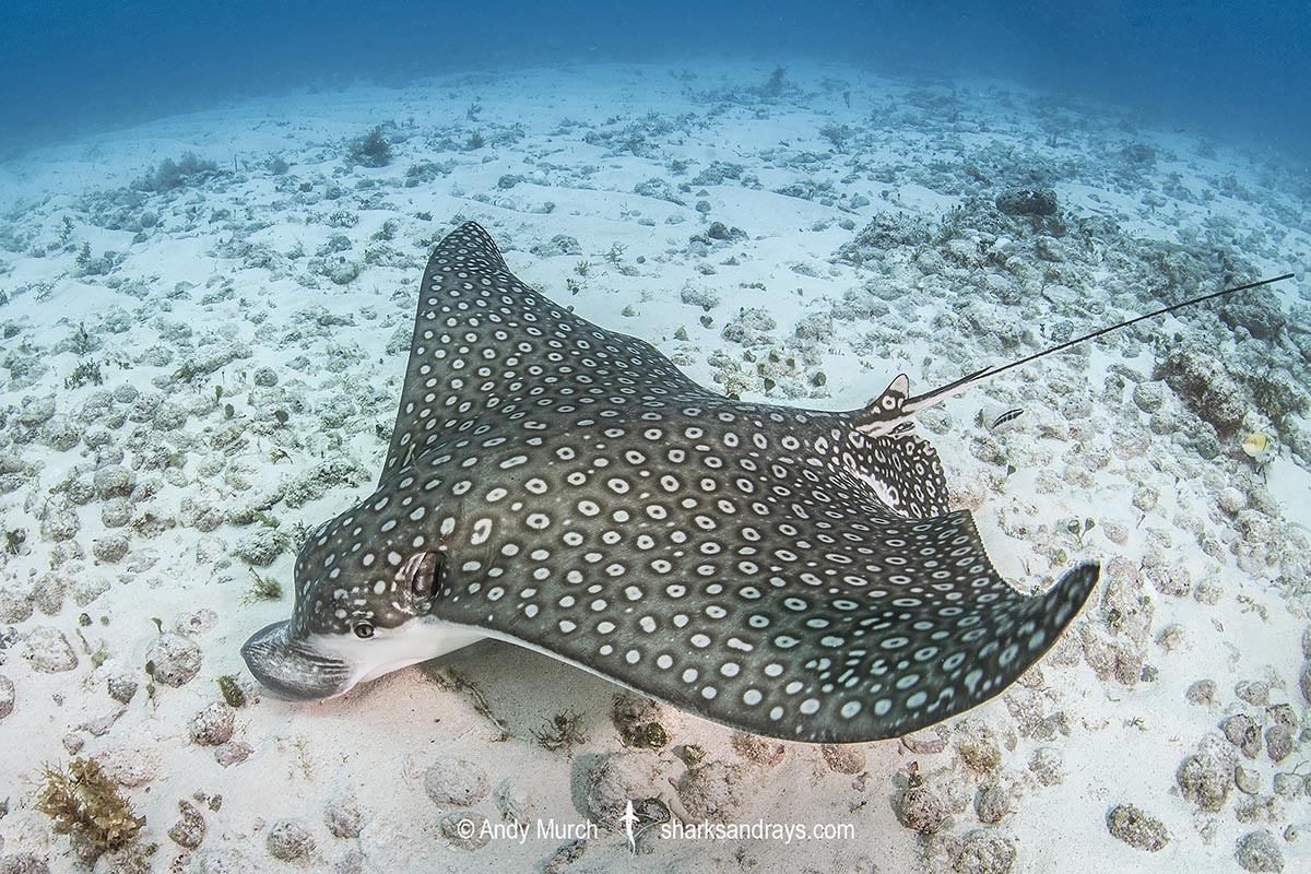 Spotted Eagle Ray Aetobatus narinari