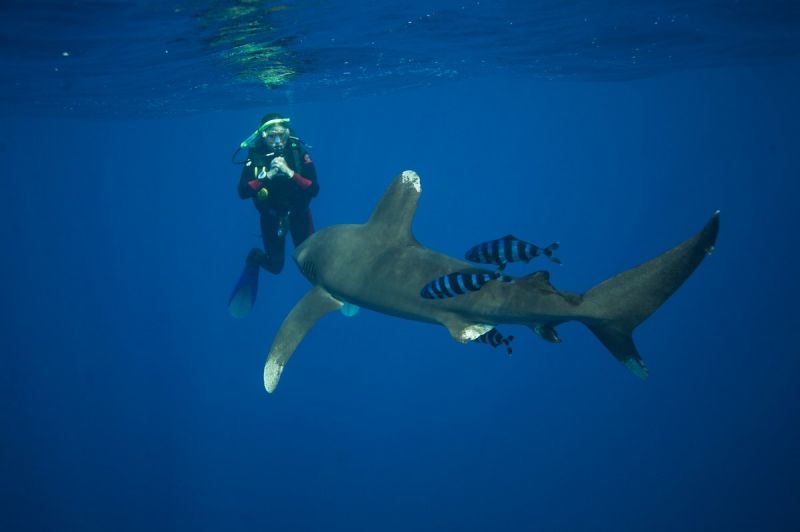 SharkSchool® Dr. Erich Ritter Mit Haien tauchen und interagieren