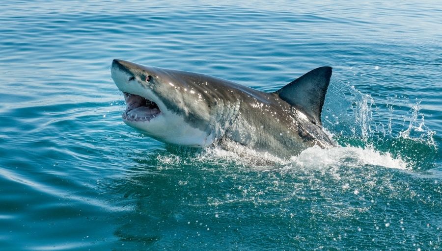 Shark Poop Is A Fish’s Favorite Food