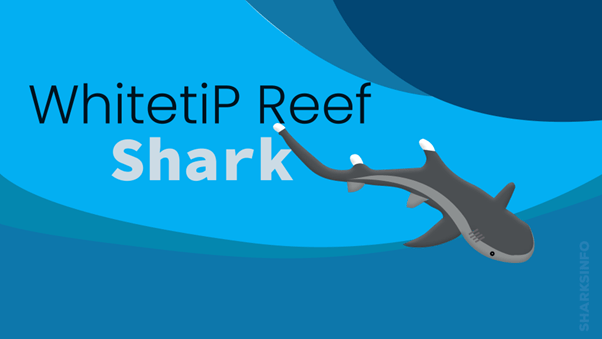 Whitetip Reef Shark – sharksinfo.com