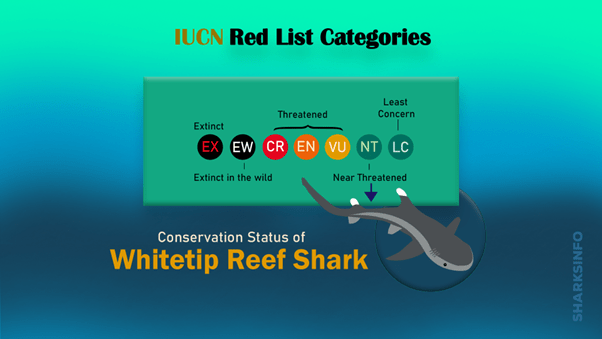 Whitetip Reef Shark – sharksinfo.com