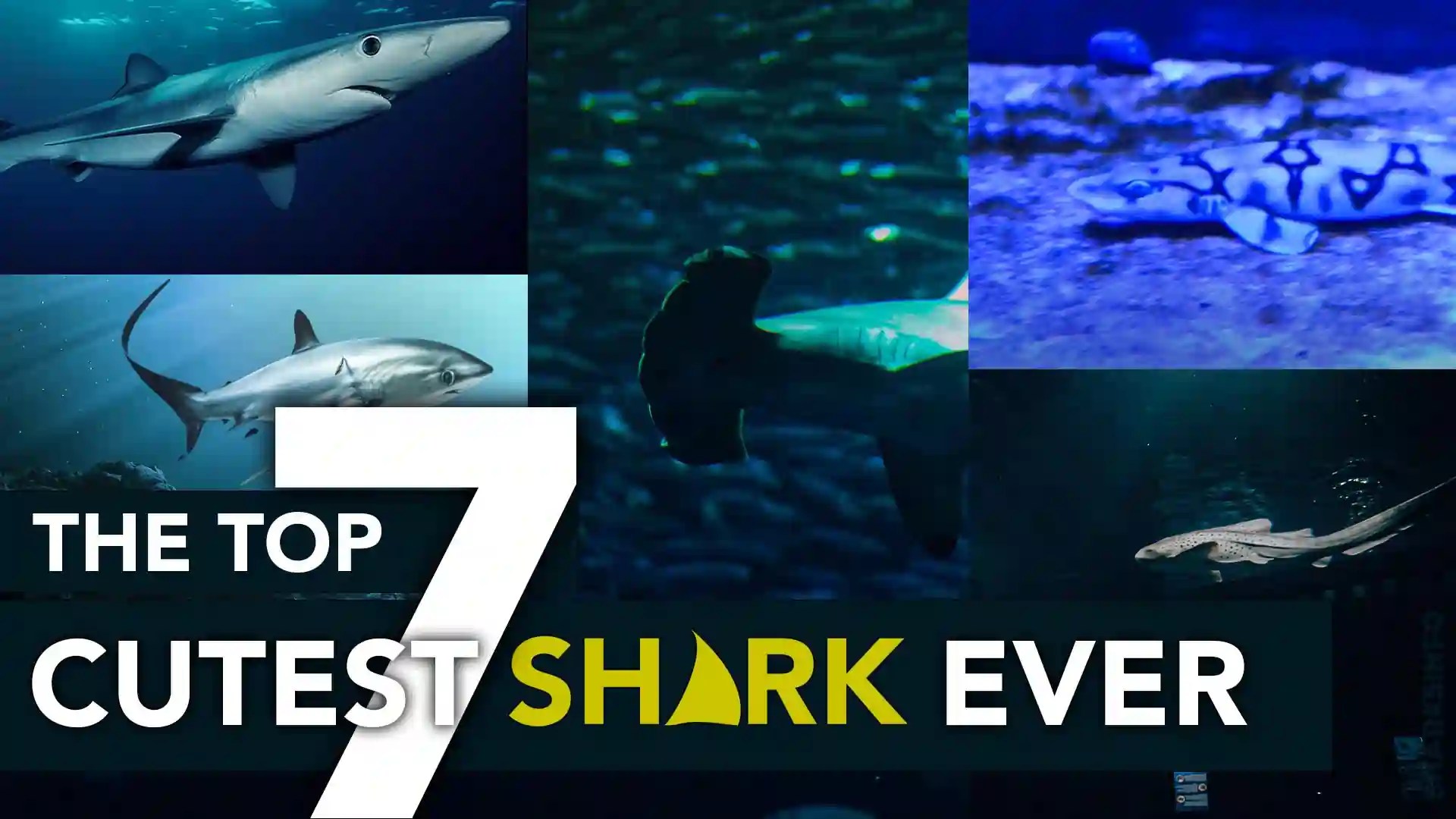Top 7 Cutest Sharks Ever