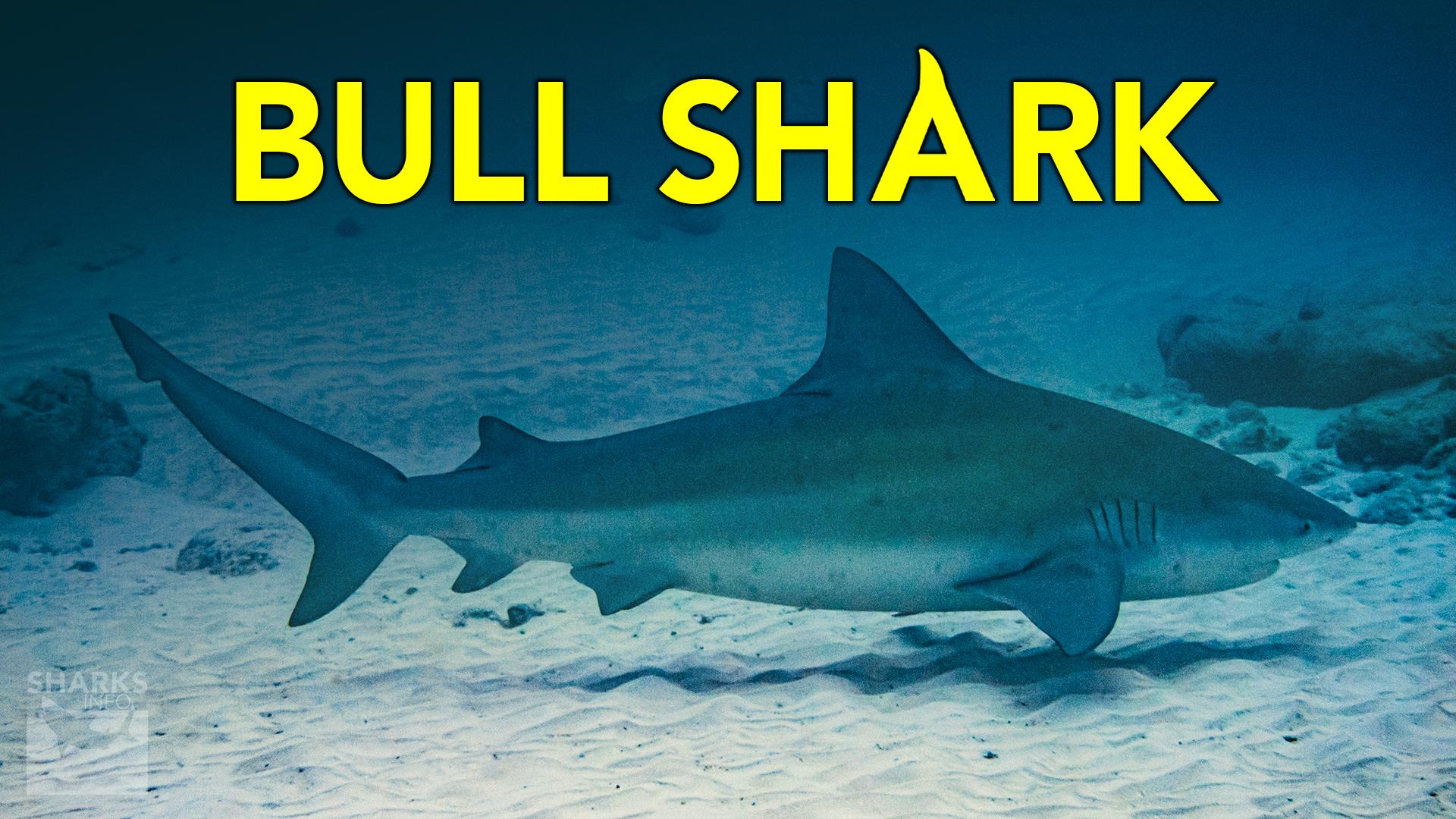 Do Sharks Live in Freshwater?