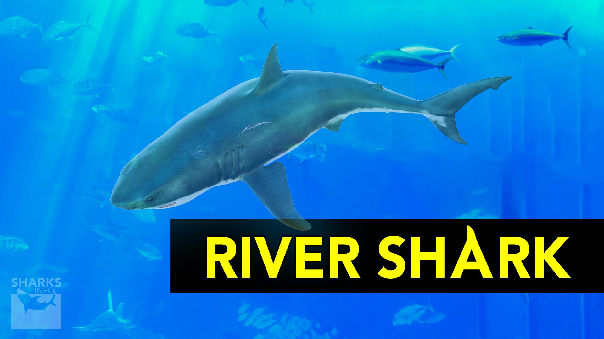 Do Sharks Live in Freshwater?