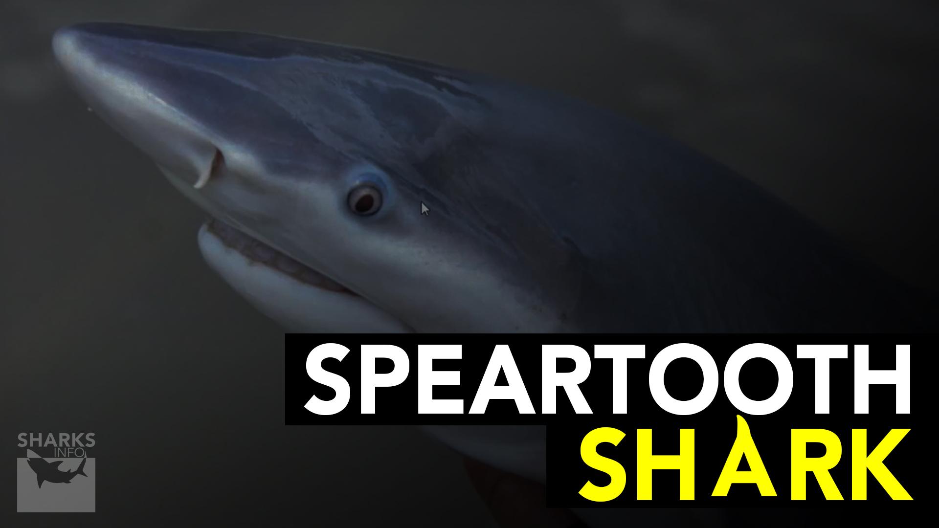 Do Sharks Live in Freshwater?