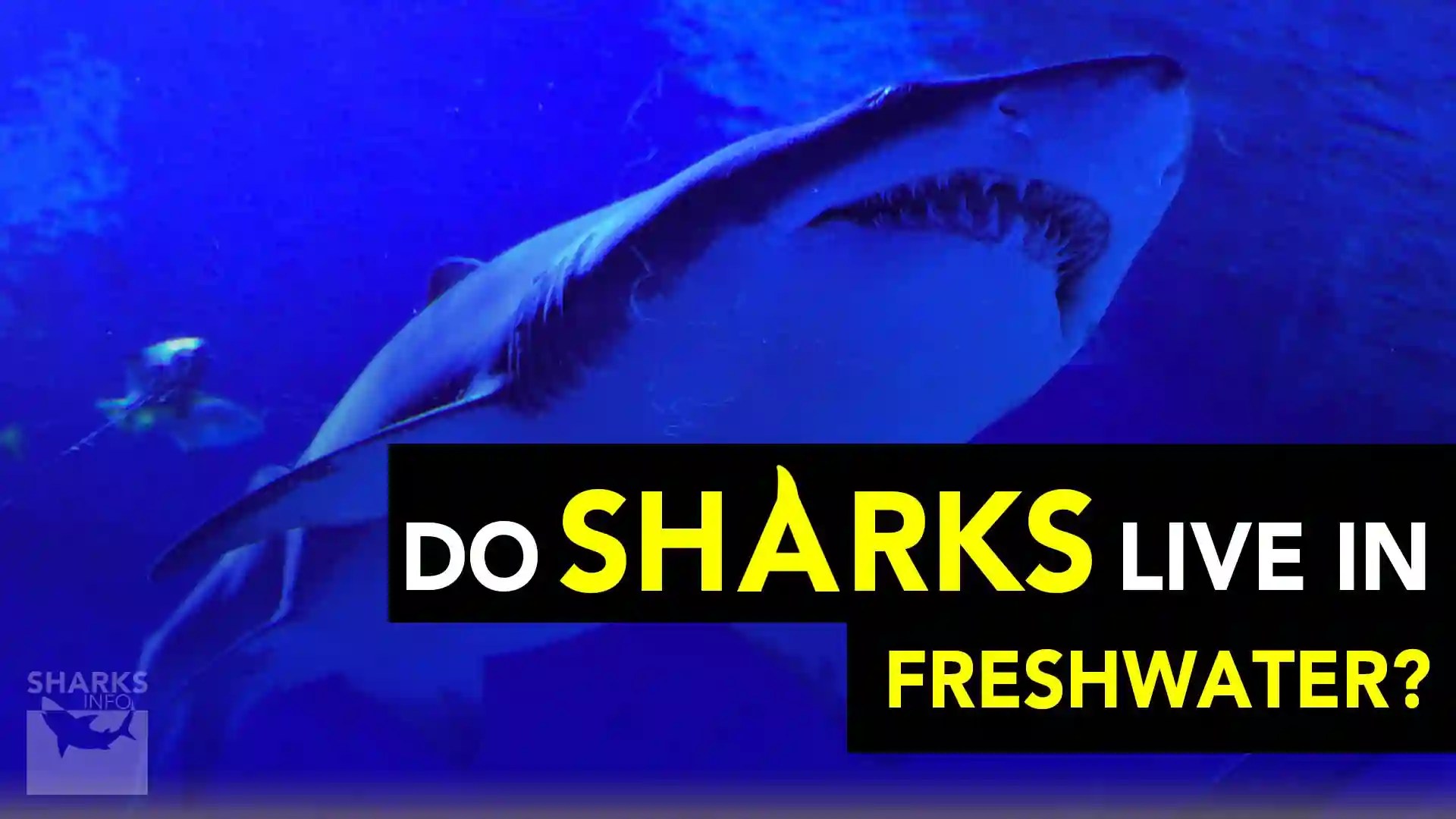 Do Sharks Live in Freshwater?