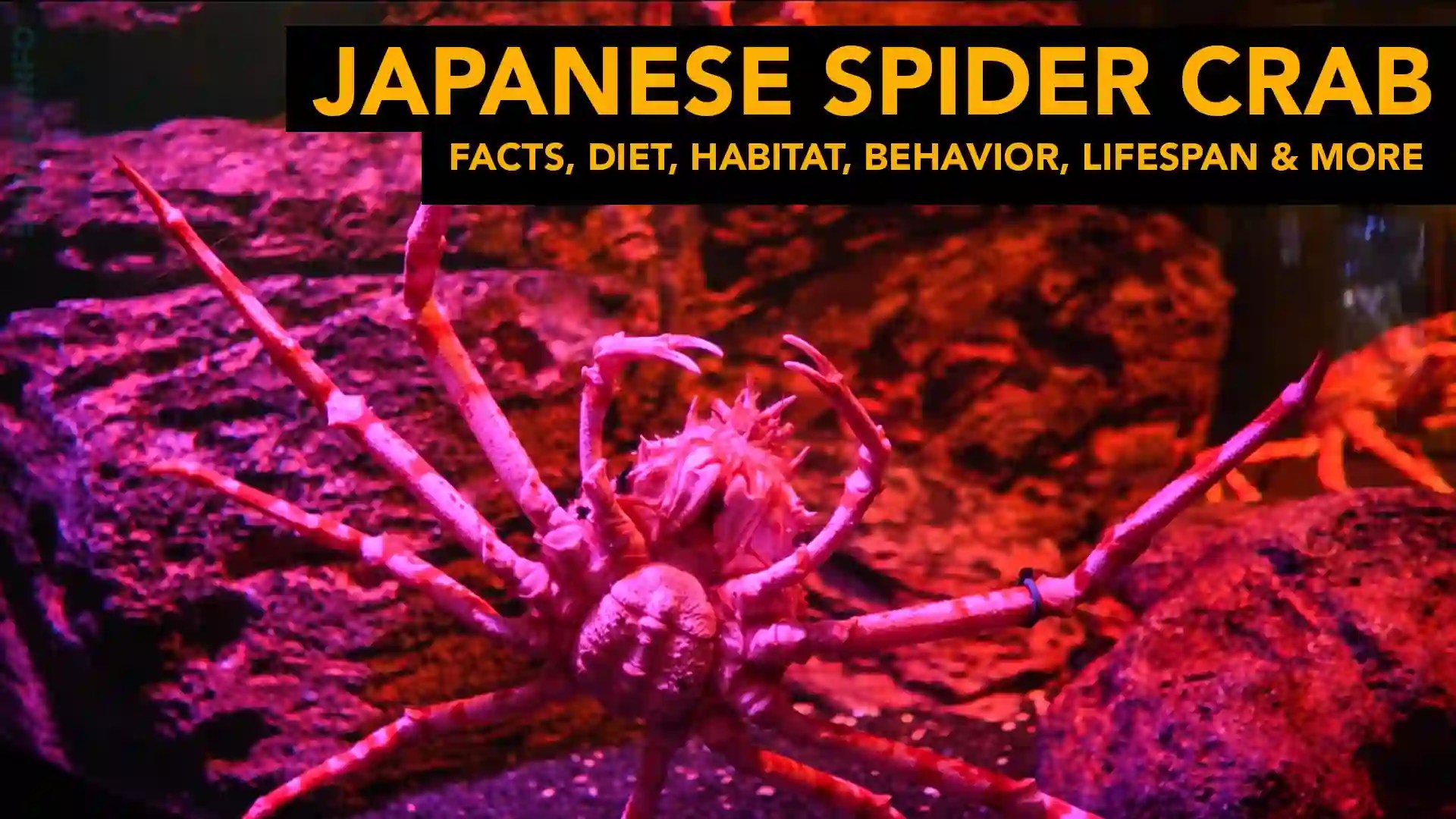 Japanese Spider crab Facts, Diet, Habitat, Behavior, Lifespan & More